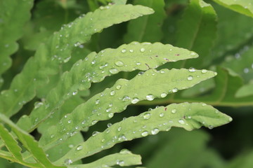 水玉