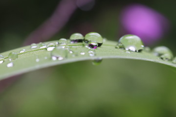 水玉
