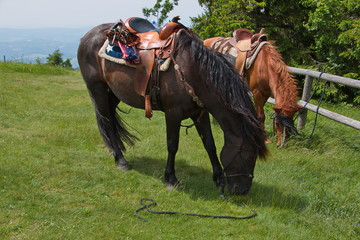 Obraz premium Saddled horse on the summit of Radhost in Beskydy in Czech republic
