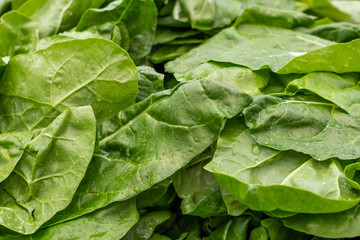 Fresh green chard leaves as background. Healthy organic food concept.