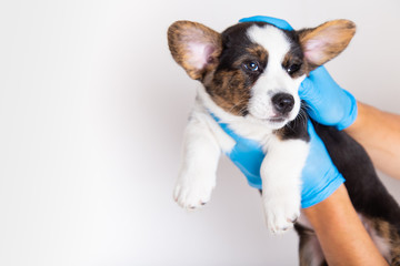hands of a caucasian male veterinarian in blue gloves are holding a cute eared fearful puppy on a white background. space for text