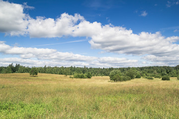 Field  and blue sky. Open landscape