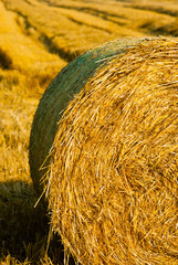 Hay bale