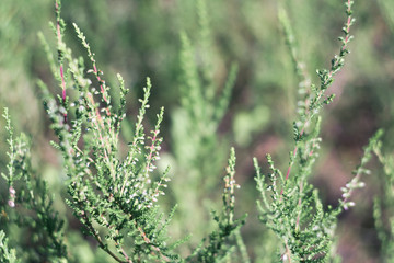 Summer meadow, green grass field with Common heather (Calluna vulgaris, ling) wildflower in warm sunlight. Summer template, soft focus  close-up