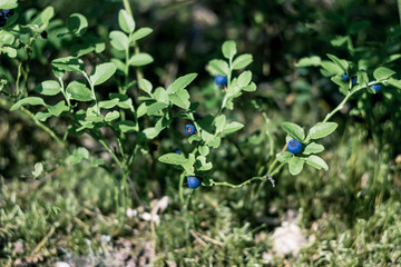 Fresh Organic Blueberries with branch, forest glade covered with sunlight
