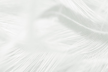 Fototapeta premium Beautiful white feather pattern texture background