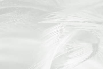 Beautiful white feather pattern texture background