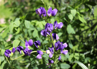 Baptisia australis, commonly known as blue wild indigo or blue false indigo in the garden. It is The seeds may be toxic.