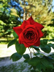 red rose on green background