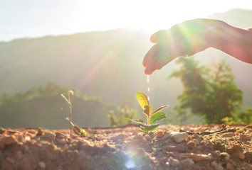 Hand nurturing and watering young baby plants growing in germination sequence on fertile soil at sunset background