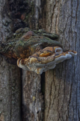 Mushroom growing on the trunk