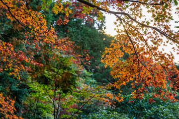 Colorful leaves of trees in Japan