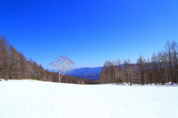 One tree in the winter ski resort