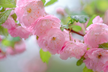 Pink flower sakura bloom in spring season, closeup