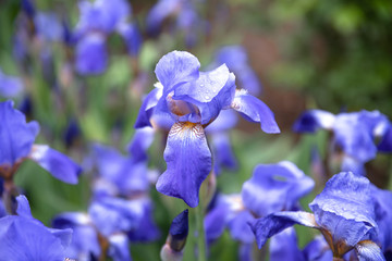 Blue flower irises close up, nature background