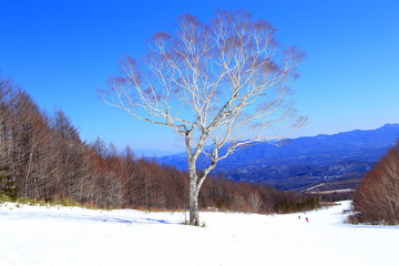 One tree in the winter ski resort