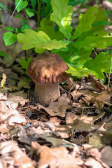 Mushroom Boletus edulis in the forest, closeup.