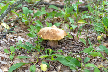 Mushroom Boletus edulis in the forest, closeup.