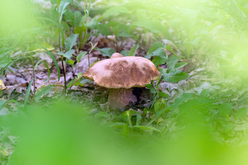 Mushroom Boletus edulis in the forest, closeup.