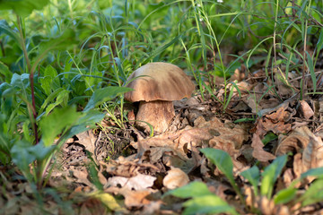 Mushroom Boletus edulis in the forest, closeup.