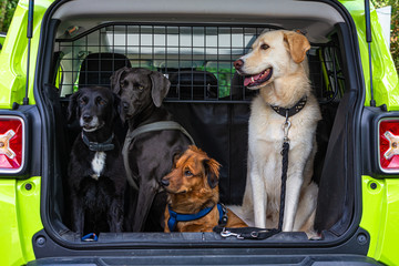Vier Hunde im Auto