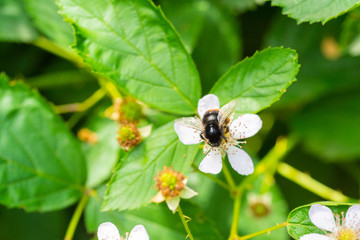 The summer is in full bloom