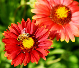 bee on red flower