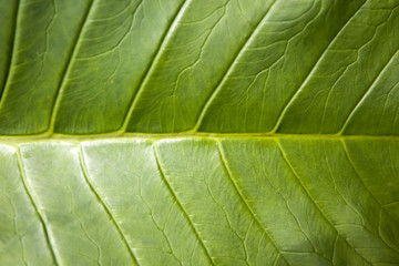 Fototapeta na wymiar Luwak coffee leaf
