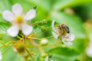 The summer is in full bloom