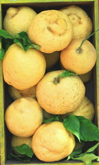 Large beautiful ripe yellow lemons with green leaves in a box