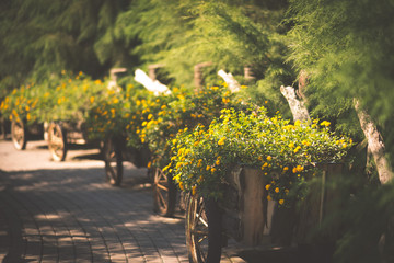 Carts of dandelion