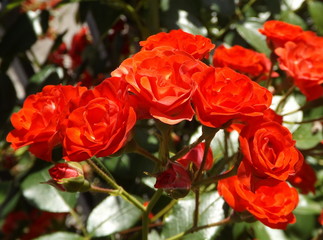 red rose in garden