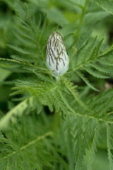 Blooming bush with white flowers in the forest at morning