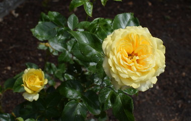 a flourishing yellow roses