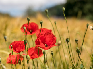 Obraz premium Mohnblume auf dem Weizenfeld 