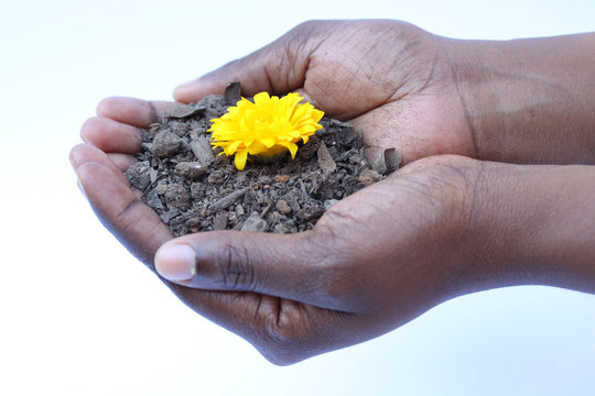 African Hands Holding Yellow Flower