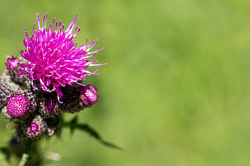 Violette Blumen