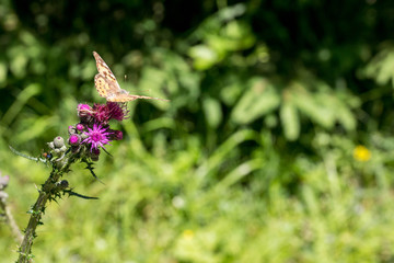 Fototapeta na wymiar Schmetterling auf der Blume im Sommer