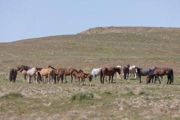 Beautiful Wild Horses in the Utah Desert in Spring