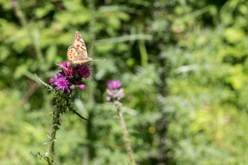 Schmetterling auf der Blume im Sommer © UrbanExplorer