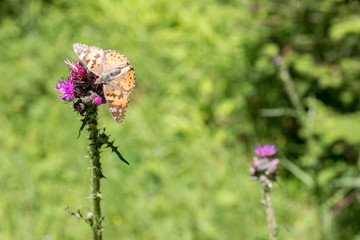 Schmetterling auf der Blume im Sommer