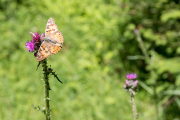 Schmetterling auf der Blume im Sommer