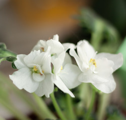 flowers with white petals