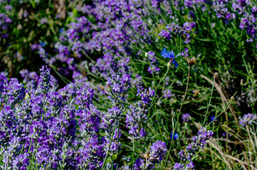 lavender and cornflower flowers
