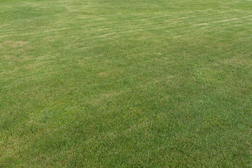 Green grass texture background top view