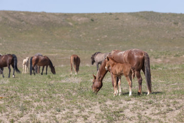 Naklejka na ściany i meble Beautiful Wild Horses in the Utah Desert in Spring
