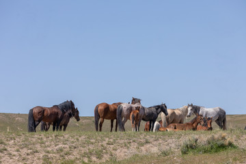 Fototapeta na wymiar Beautiful Wild Horses in the Utah Desert in Spring