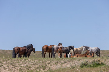 Obraz premium Beautiful Wild Horses in the Utah Desert in Spring