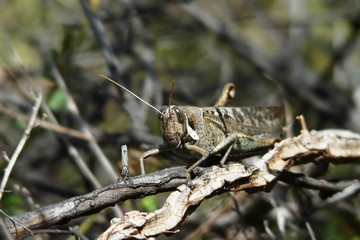 Insect Life 