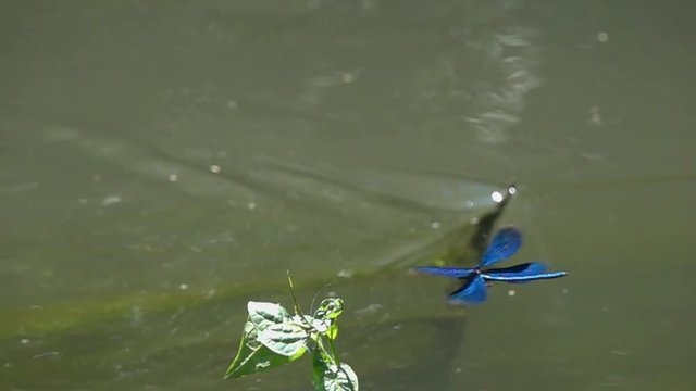 Flying dragonfly Beautiful Demoiselle (Calopteryx virgo) over the stream of water in slow motion. Slowed down  16 times